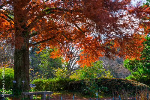 京都府立植物園 ヌマスギの紅葉