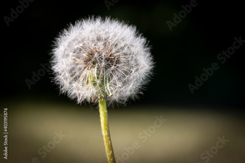 Isolated dandelion ready to seed.