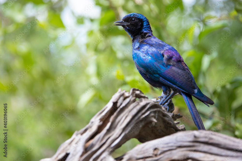 Naklejka premium Burchell's starling