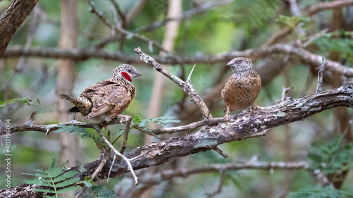 Obraz na plátně a pair of cut throat finches