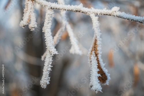 Piękny zimowy krajobraz zimowy drzewa i szron © mirame111