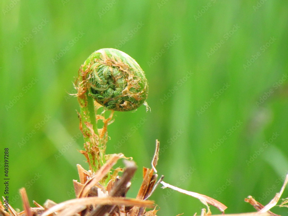 Young fern