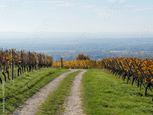 Istein im Baden-Württemberg. Herbstlandschaft. Reben auf den Hügeln mit Blick auf die Rheinebene und Vogesen photo