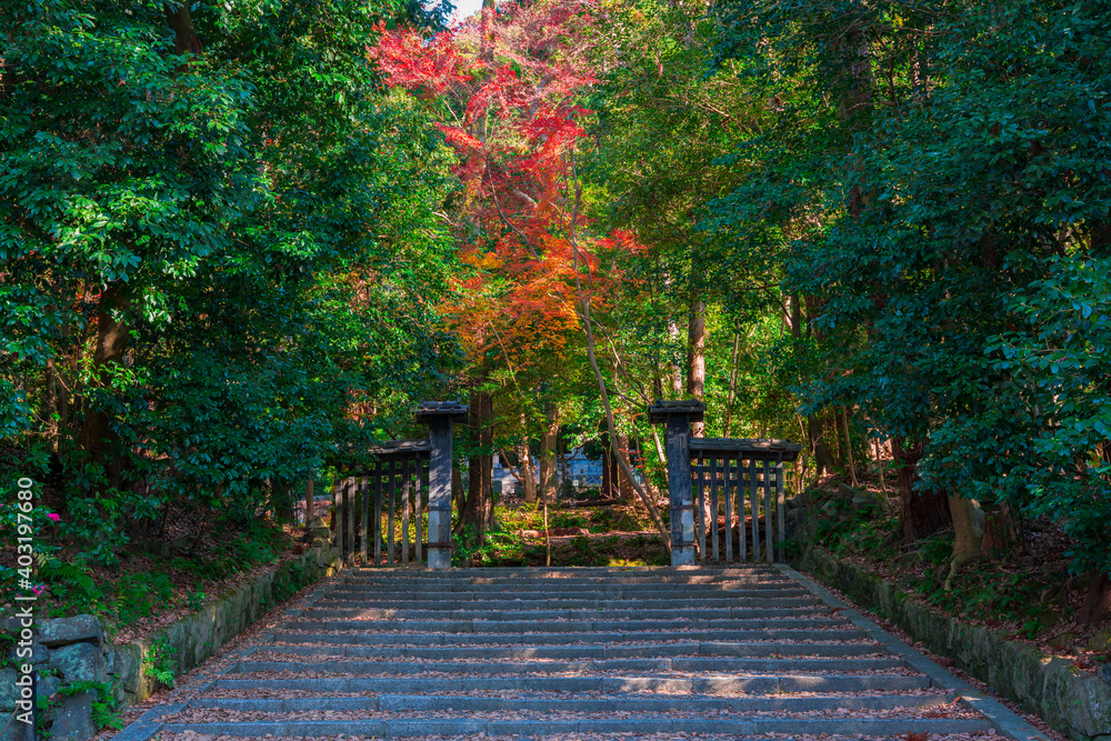 Fototapeta premium 京都 法然院の紅葉
