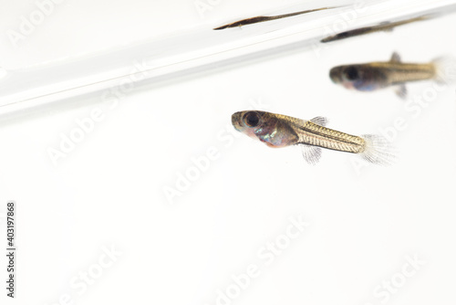 白背景のブラックメタルレースのグッピーの稚魚