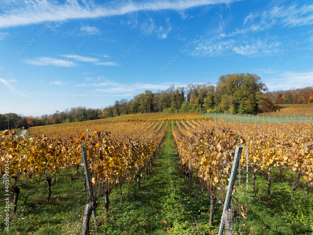 Istein zwischen Reben und Rhein. Landschaft mit Weinbergen im Herbst am Fuße von Kalksteinfelsen und Isteiner Klotz