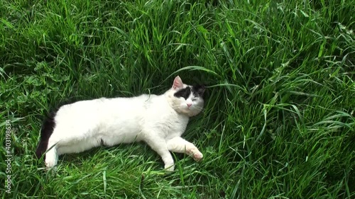 White cat with black spots lies on green grass and meows