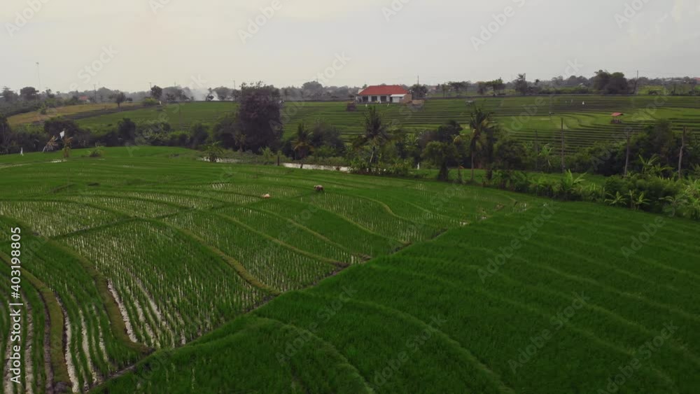 Flight overlooking rice terraces in Bali Indonesia. Flight overlooking rice terraces in Bali Indonesia.