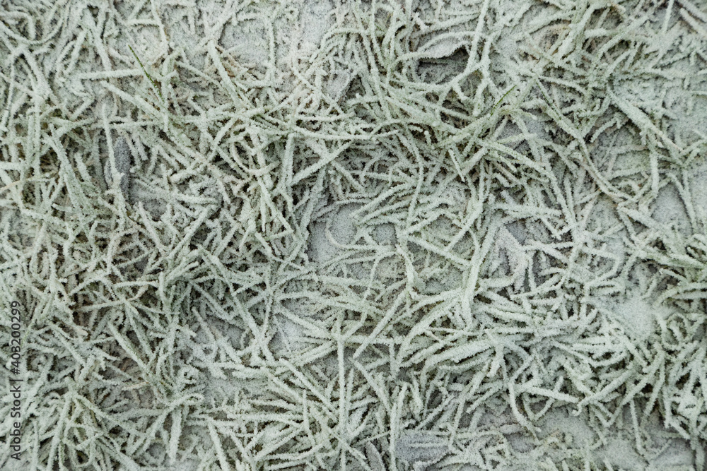 Leaves and grass covered with hoarfrost. Abstract floral background, top view. Leaves and grass covered with hoarfrost. Abstract floral background, top view.
