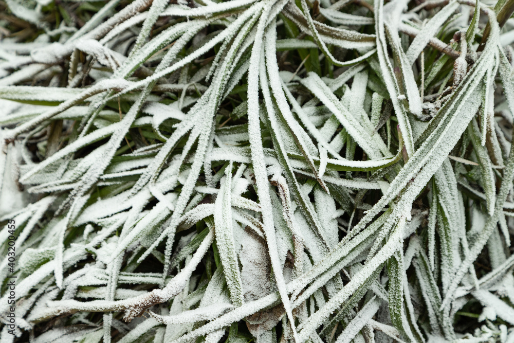 Leaves and grass covered with hoarfrost. Abstract floral background, top view. Leaves and grass covered with hoarfrost. Abstract floral background, top view.