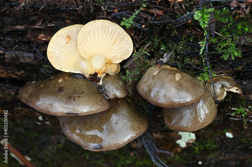 Sarcomyxa serotina, commonly known as the late oyster or olive oysterling, wild mushroom from Finland photo