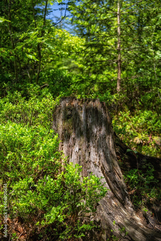 An old log from a sawn tree An old log from a sawn tree
