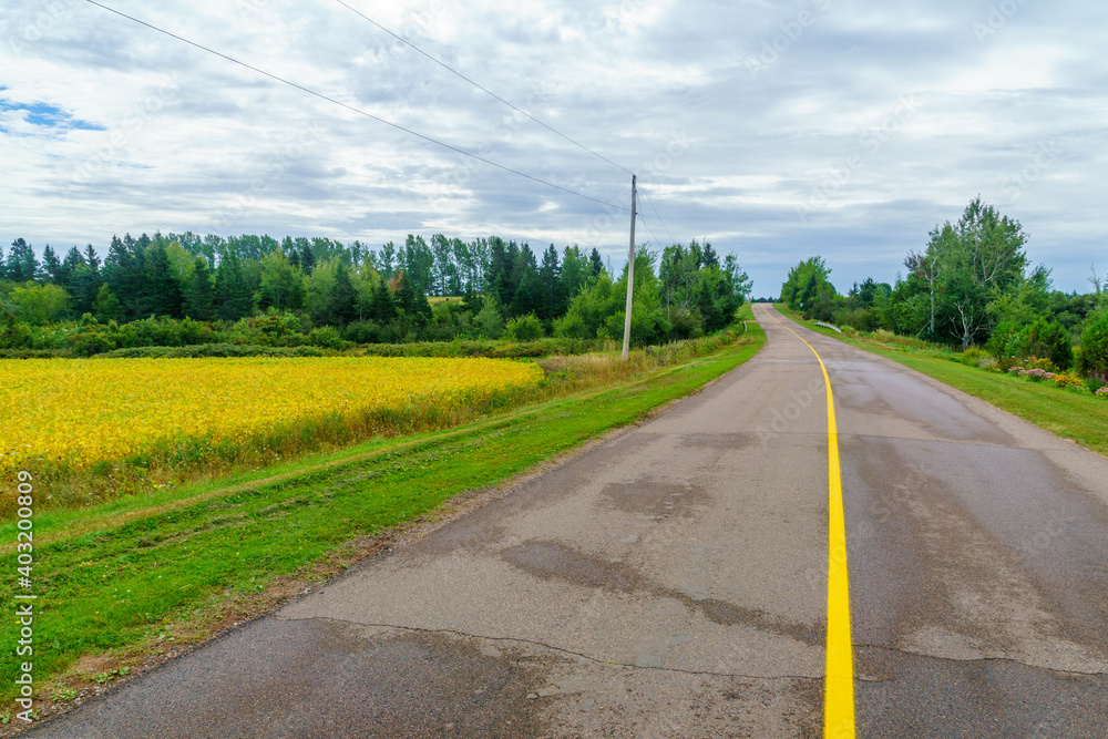 Countryside and a yellow field near Bideford, PEI