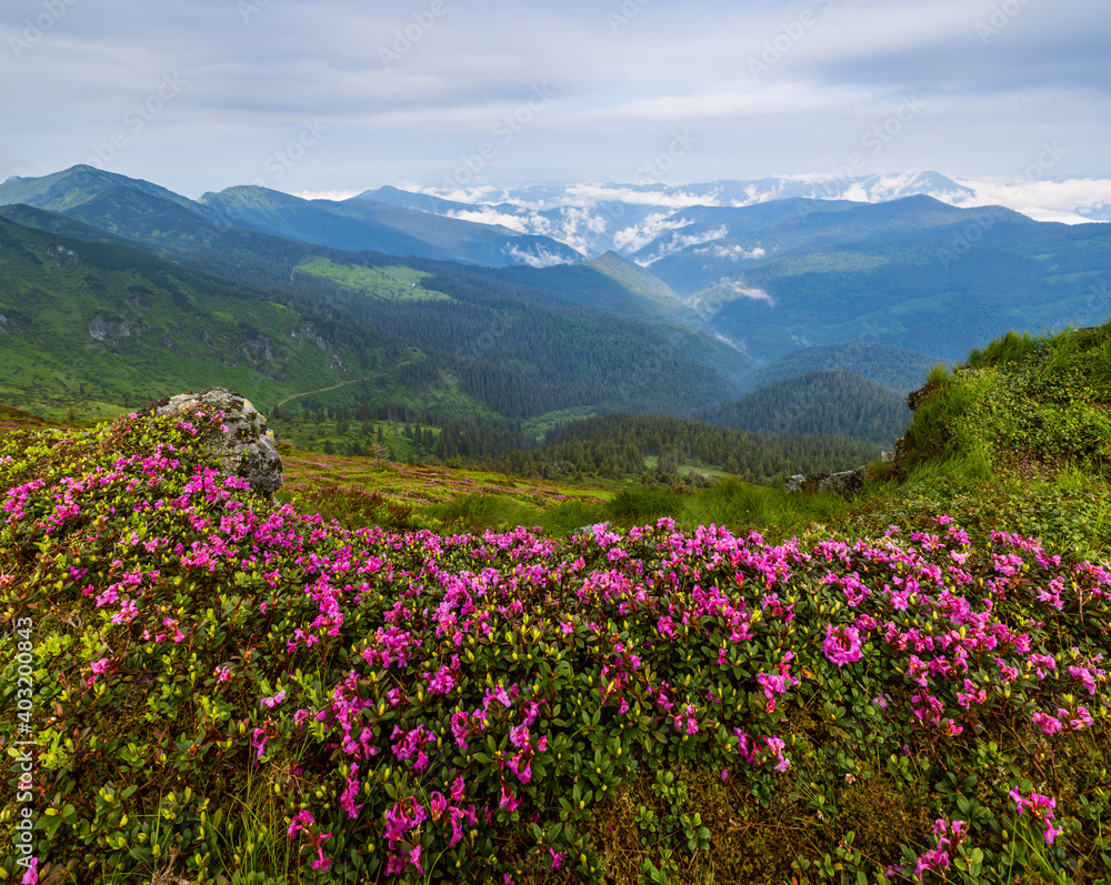 Pink rose rhododendron flowers on misty and cloudy morning summer mountain slope. Marmaros Pip Ivan Mountain, Carpathian, Ukraine. Pink rose rhododendron flowers on misty and cloudy morning summer mountain slope. Marmaros Pip Ivan Mountain, Carpathian, Ukraine.
