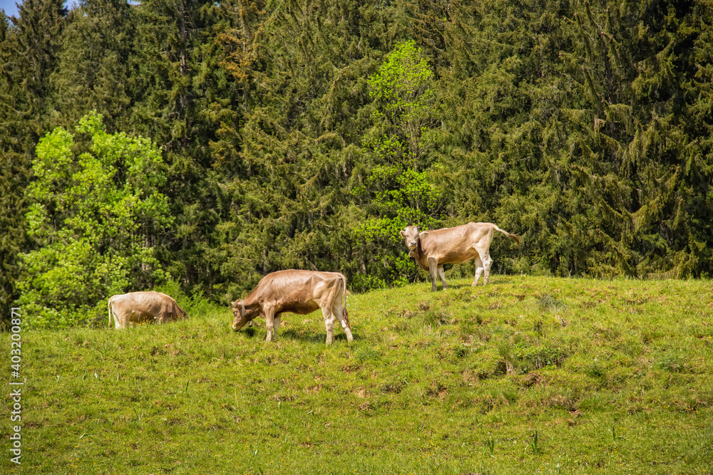 Fototapeta premium Brown cows graze in a meadow, forest in the background