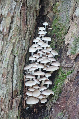 Homophron cernuum, also called Psathyrella cernua, a brittlestem mushroom from Finland with no common english name