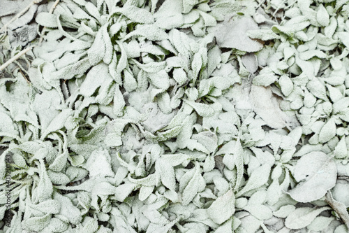 Leaves and grass covered with hoarfrost. Abstract floral background, top view.