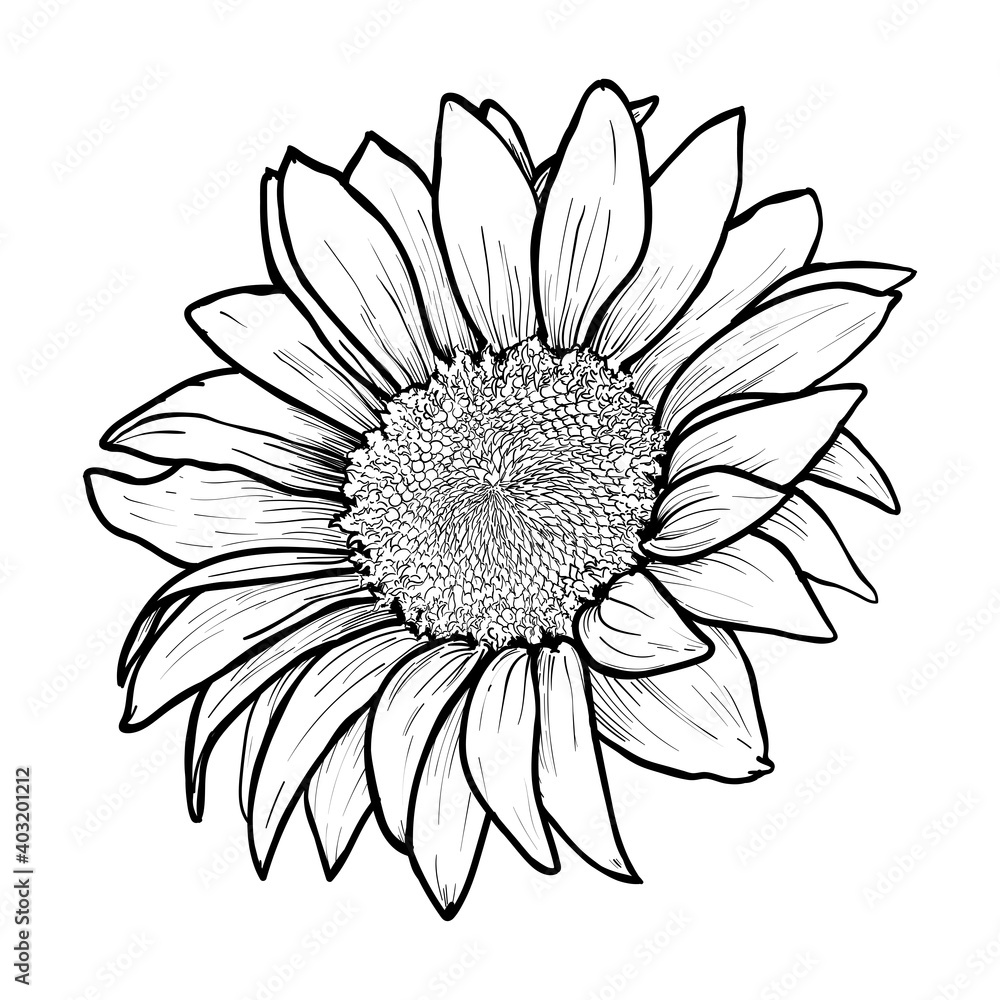 Sunflower hand drawn vector illustration