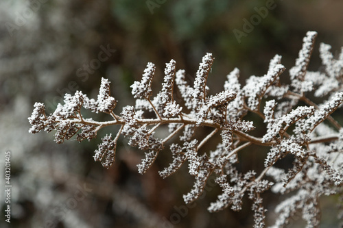 Withered tree branch covered with hoarfrost. Abstract floral background, top view.