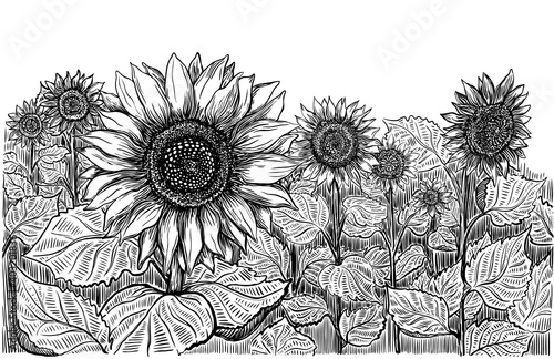 Hand drawn sketch with sunflowers field. Set of vector line art illustrations. Summer, spring, autumn. Black ink lines and white background.
