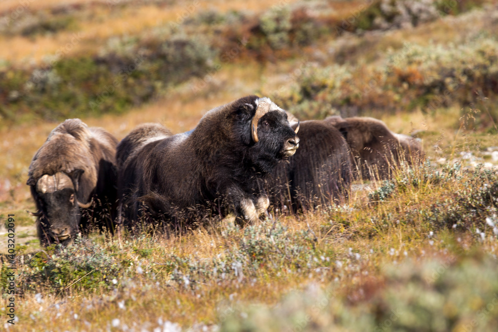 Eine Gruppe Moschusochsen im Dorefjell Nationalpark während des indian summer Eine Gruppe Moschusochsen im Dorefjell Nationalpark während des indian summer