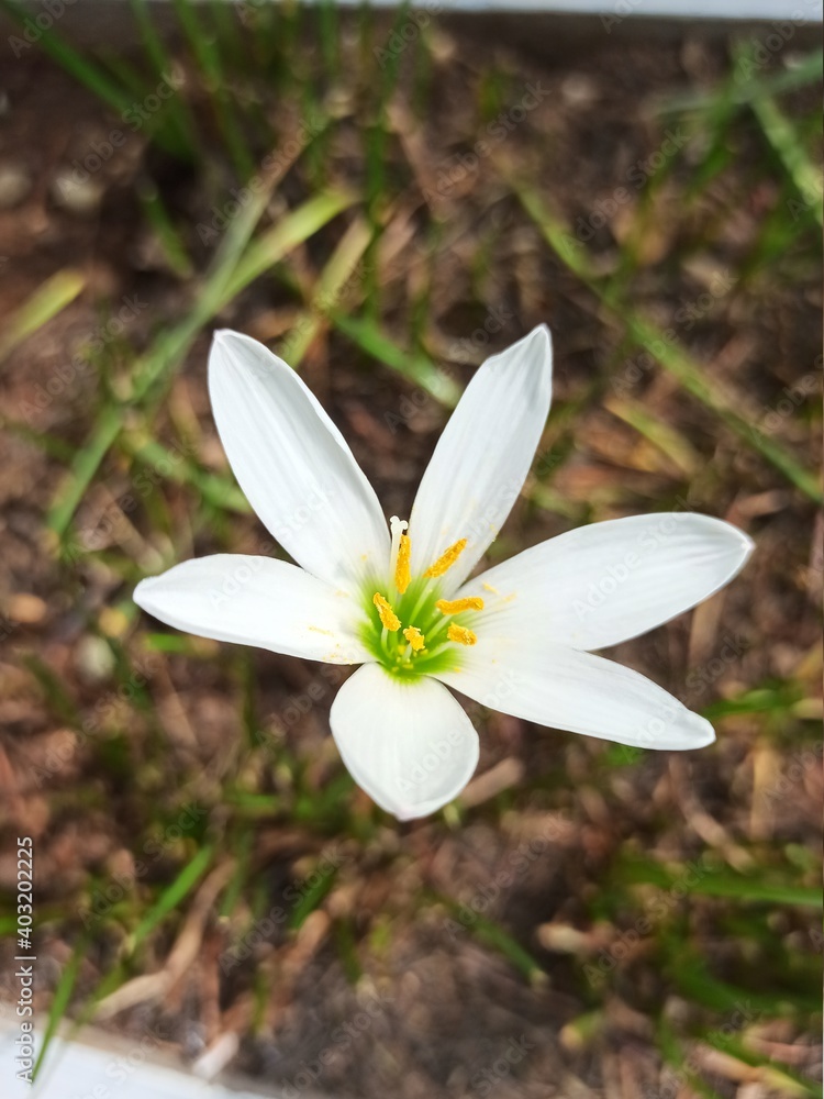 spring snowdrop flower spring snowdrop flower