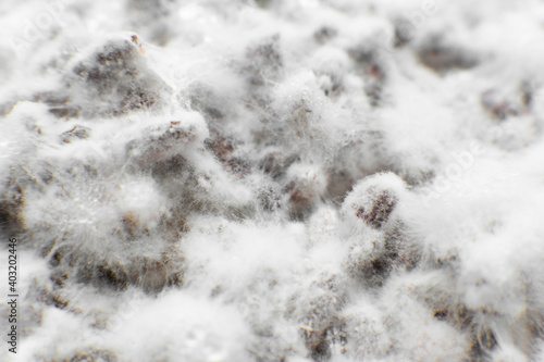 Mushroom mycelium close up. Grain mycelium. Mycelium texture. Mushroom hypha threads. photo