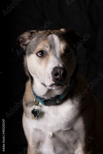 Mixed breed dog in studio lighting with black background.