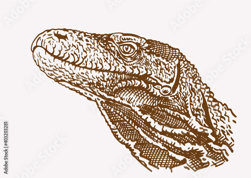Vector varan, sepia background, lizard,illustration