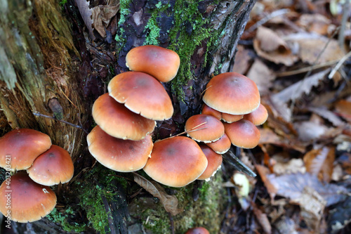 Chestnut mushroom or kuritake (Hypholoma sublateritium) in Japan