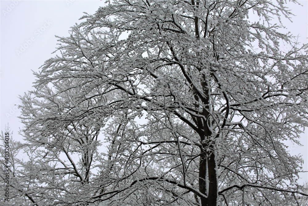 tree in snow tree in snow