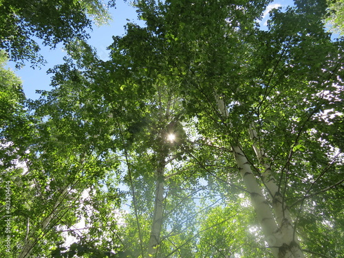 tree in the forest