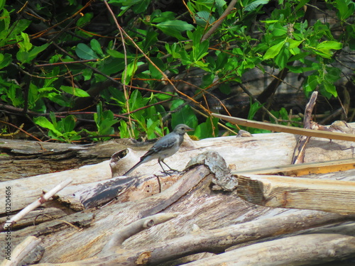 forest bird on the shore