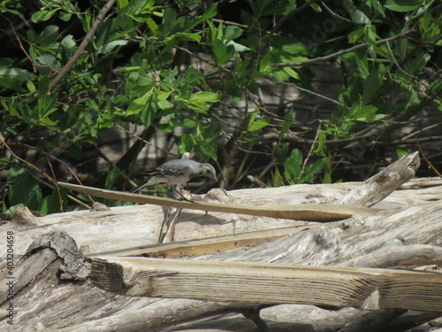forest bird on the shore