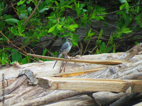 forest bird on the shore