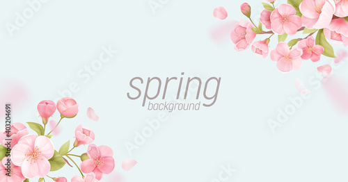 Sakura flowers realistic floral banner. Cherry blossom vector greeting card design. Spring flower illustration
