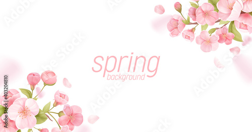 Sakura flowers realistic floral banner. Cherry blossom vector greeting card design. Spring flower illustration