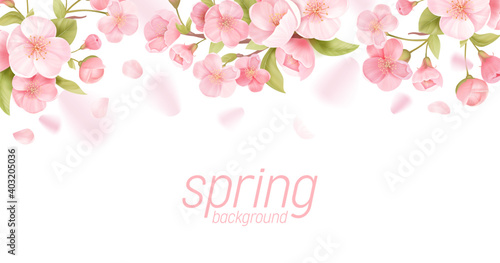 Sakura flowers realistic floral banner. Cherry blossom vector greeting card design. Spring flower illustration