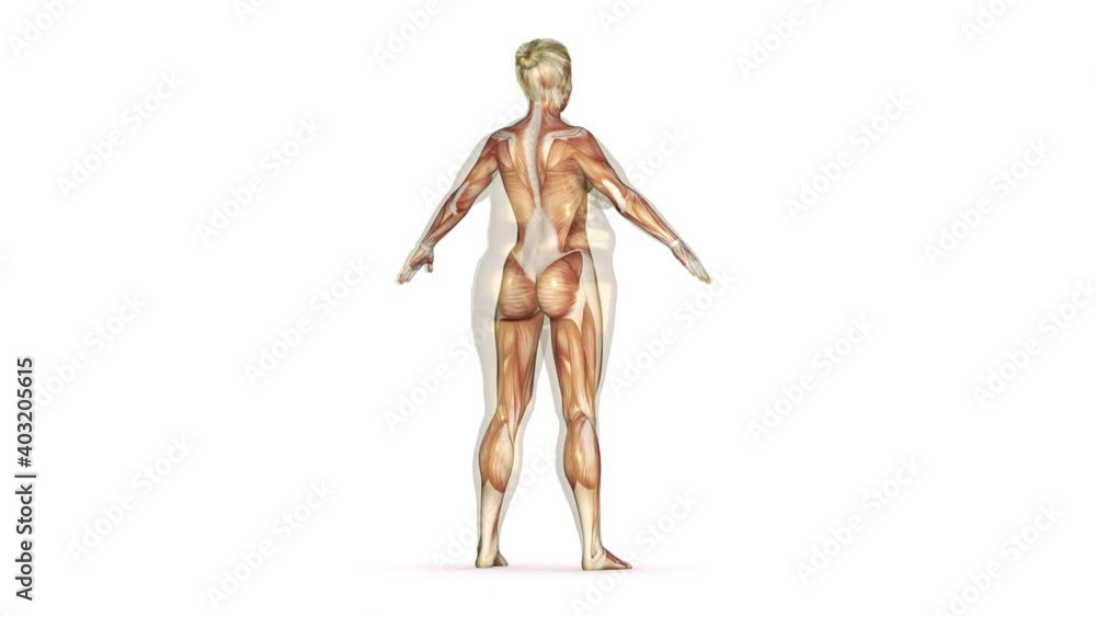Conceptual fat overweight obese female vs slim fit healthy body after weight loss or diet with muscles thin young woman. Excess weight woman, obesity problems. Health Problems, Fat, Unhealthy Conceptual fat overweight obese female vs slim fit healthy body after weight loss or diet with muscles thin young woman. Excess weight woman, obesity problems. Health Problems, Fat, Unhealthy