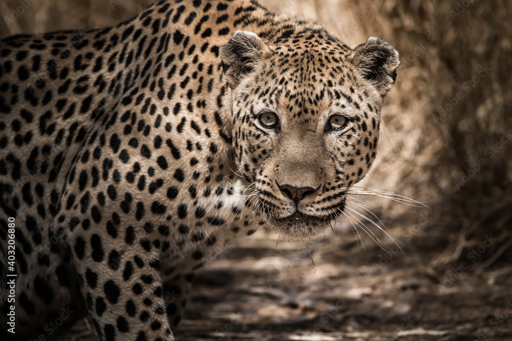 close up portrait of an african leopard close up portrait of an african leopard