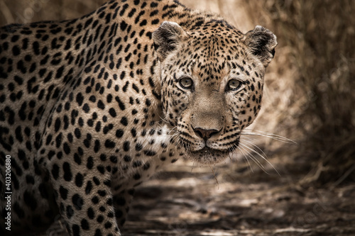 close up portrait of an african leopard