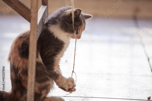 cyte kitten cat playing and looking at camera photo