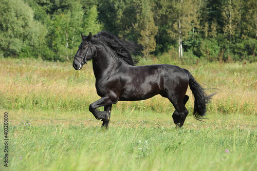 Black Friesian horse runs gallop in freedom © horsemen