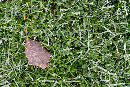 A large brown leaf layung on frost covered green grass