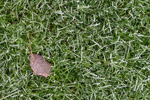 A dead leaf in frost covered grass