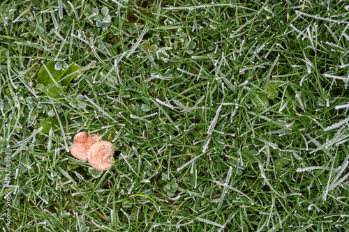 Two little mushrooms growing in frost covered grass