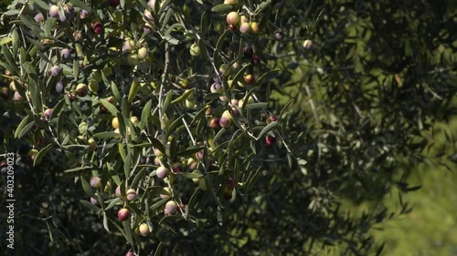 Ripe olives in a olive tree a sunny day photo