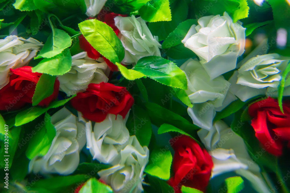 Rose background, red rose and white rose Stock Photo | Adobe Stock