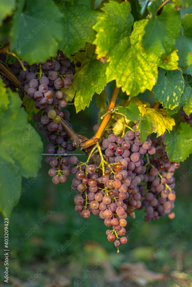 Detail of sweet organic juicy grapevine in autumn. Close up of fresh grapes in a vineyard, panoramic background, grape harvest concept. Branches of white grapes growing in Moravia.Agricultural scene