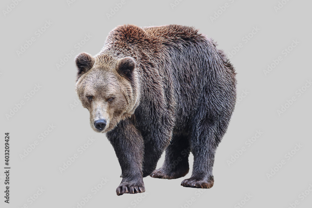 Male beast bear on an isolated background.